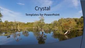  Presentation with growing tree - Presentation design consisting of inundation - cajuput white samet tree growing background and a light blue colored foreground