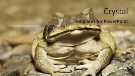  Presentation with cane - PPT theme consisting of cane toad invasive species amphibian background and a coral colored foreground