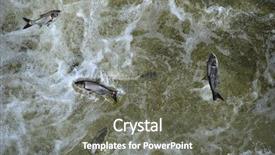  Presentation with asian carp - Cool new PPT theme with invasion - invasive asian carp backdrop and a gray colored foreground