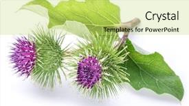  Presentation with heads - Cool new presentation theme with prickly heads of burdock flowers backdrop and a yellow colored foreground