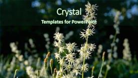  Presentation with cannabis plane canada - Audience pleasing PPT theme consisting of plants thatoccurs across southern canada backdrop and a wine colored foreground