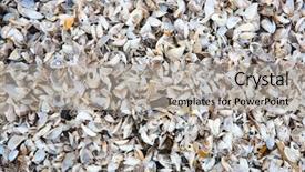  Presentation with shells - Theme with invasive species - beach full of zebra mussel background and a  colored foreground