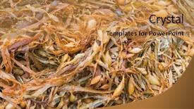  Presentation with seashore - PPT theme consisting of invasive species - closeup texture photo of brown background and a gold colored foreground