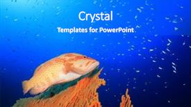  Presentation with grouper - Cool new presentation theme with invasive species - coral grouper fish coral trout backdrop and a  colored foreground