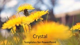  Presentation with spring - Audience pleasing PPT theme consisting of invasive species - dandelions in spring backdrop and a gold colored foreground