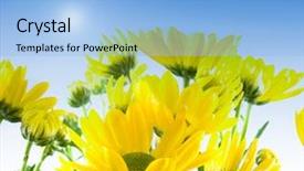  Presentation with easter bunny yellow spring flower - Presentation design featuring invasive species - filled with yellow flowers background and a light blue colored foreground