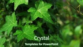  Presentation with water drops - Audience pleasing theme consisting of invasive species - green ivy leaves with water backdrop and a forest green colored foreground