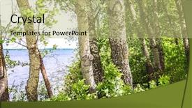  Presentation with trees - PPT layouts with invasive species - grove of white poplar trees background and a  colored foreground