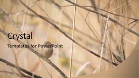  Presentation with sparrow - Slide deck enhanced with invasive species - house sparrow passer domesticus background and a coral colored foreground