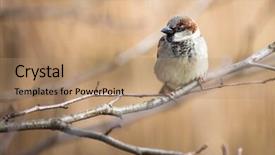  Presentation with sparrow - Slide set consisting of invasive species - house sparrow passer domesticus background and a coral colored foreground