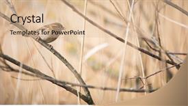  Presentation with sparrow - PPT theme with invasive species - house sparrow passer domesticus background and a lemonade colored foreground