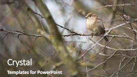  Presentation with sparrow - Presentation theme enhanced with invasive species - house sparrow passer domesticus background and a tawny brown colored foreground