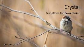  Presentation with sparrow - Amazing presentation having invasive species - house sparrow passer domesticus backdrop and a coral colored foreground