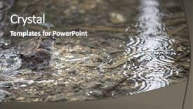  Presentation with sparrow - Slide deck with invasive species - house sparrow passer domesticus background and a dark gray colored foreground