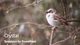  Presentation with sparrow - Colorful PPT theme enhanced with invasive species - house sparrow passer domesticus backdrop and a gray colored foreground
