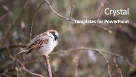  Presentation with sparrow - PPT layouts having invasive species - house sparrow passer domesticus background and a gray colored foreground