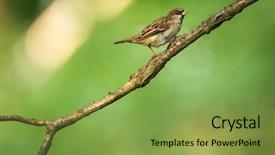  Presentation with green house - Presentation design featuring invasive species - house sparrow passer domesticus background and a seafoam green colored foreground