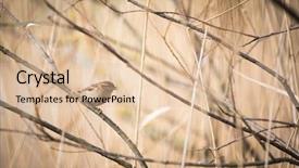  Presentation with sparrow - PPT layouts with invasive species - house sparrow passer domesticus background and a lemonade colored foreground
