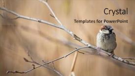  Presentation with sparrow - Colorful slide deck enhanced with invasive species - house sparrow passer domesticus backdrop and a coral colored foreground