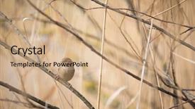  Presentation with sparrow - Theme having invasive species - house sparrow passer domesticus background and a coral colored foreground