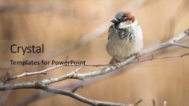  Presentation with sparrow - PPT theme with invasive species - house sparrow passer domesticus background and a coral colored foreground