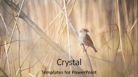  Presentation with sparrow - Audience pleasing presentation theme consisting of invasive species - house sparrow passer domesticus backdrop and a coral colored foreground