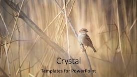  Presentation with sparrow - Beautiful slide deck featuring invasive species - house sparrow passer domesticus backdrop and a coral colored foreground