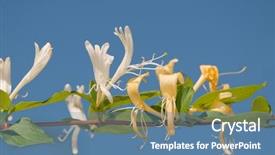  Presentation with japanese flowers - PPT theme with invasive species - japanese honeysuckle lonicera japonica delicate background and a teal colored foreground