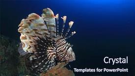  Presentation with coral - Beautiful PPT theme featuring invasive species - lionfish fish on coral reef backdrop and a  colored foreground