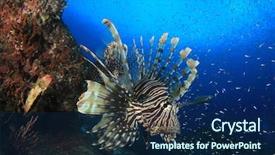  Presentation with coral - Presentation theme having invasive species - lionfish fish on coral reef background and a  colored foreground
