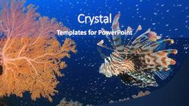  Presentation with coral - Slides consisting of invasive species - lionfish fish on coral reef background and a  colored foreground