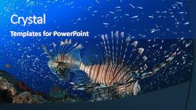  Presentation with coral reef - Presentation enhanced with invasive species - lionfish fish on coral reef background and a  colored foreground