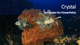  Presentation with fish ocean - Slide deck having invasive species - lionfish fish on coral reef background and a navy blue colored foreground