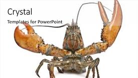  Presentation with invertebrate - PPT layouts consisting of invertebrate - american lobster homarus americanus background and a white colored foreground