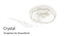  Presentation with jellyfish - Colorful presentation theme enhanced with invertebrate - aurelia aurita also called backdrop and a white colored foreground