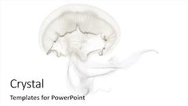  Presentation with jellyfish - Audience pleasing slide set consisting of invertebrate - aurelia aurita also called backdrop and a white colored foreground