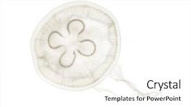  Presentation with jellyfish - Presentation theme consisting of invertebrate - aurelia aurita also called background and a white colored foreground