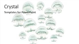  Presentation with jellyfish - Presentation design with invertebrate - cannonball jellyfish or cabbagehead jellyfish background and a white colored foreground