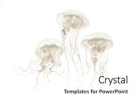 Jellyfish Powerpoint Templates W Jellyfish Themed Backgrounds