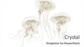  Presentation with jellyfish - Amazing presentation theme having invertebrate - disc jellyfish sanderia malayensis swimming backdrop and a white colored foreground