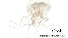  Presentation with jellyfish - Beautiful slide deck featuring invertebrate - disc jellyfish sanderia malayensis swimming backdrop and a white colored foreground