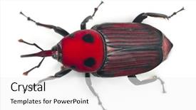  Presentation with palm - Slide deck consisting of invertebrate - female red palm weevil rhynchophorus background and a white colored foreground