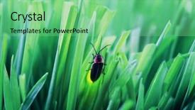  Presentation with firefly - PPT theme having invertebrate - firefly on grass at dusk background and a seafoam green colored foreground