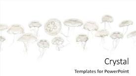  Presentation with jellyfish - Beautiful slide set featuring invertebrate - group of aurelia aurita jellyfish backdrop and a white colored foreground