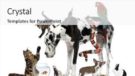  Presentation with pets - Beautiful slides featuring invertebrate - group of pets together backdrop and a white colored foreground