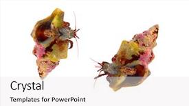  Presentation with crab shell - Slide deck featuring invertebrate - hermit crab closeup macro detail background and a white colored foreground
