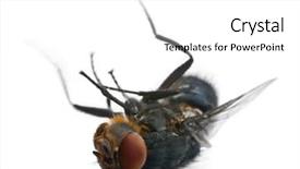  Presentation with invertebrate - PPT theme having invertebrate - housefly musca domestica lying background and a white colored foreground