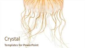  Presentation with nettle - Presentation theme featuring invertebrate - japanese sea nettle chrysaora pacifica background and a cream colored foreground