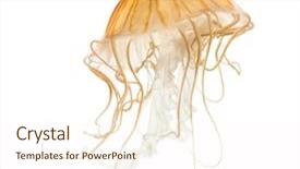  Presentation with jellyfish - Colorful presentation enhanced with invertebrate - japanese sea nettle chrysaora pacifica backdrop and a cream colored foreground