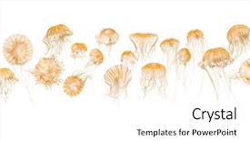  Presentation with jellyfish - Cool new slide set with invertebrate - japanese sea nettles chrysaora pacifica backdrop and a cream colored foreground